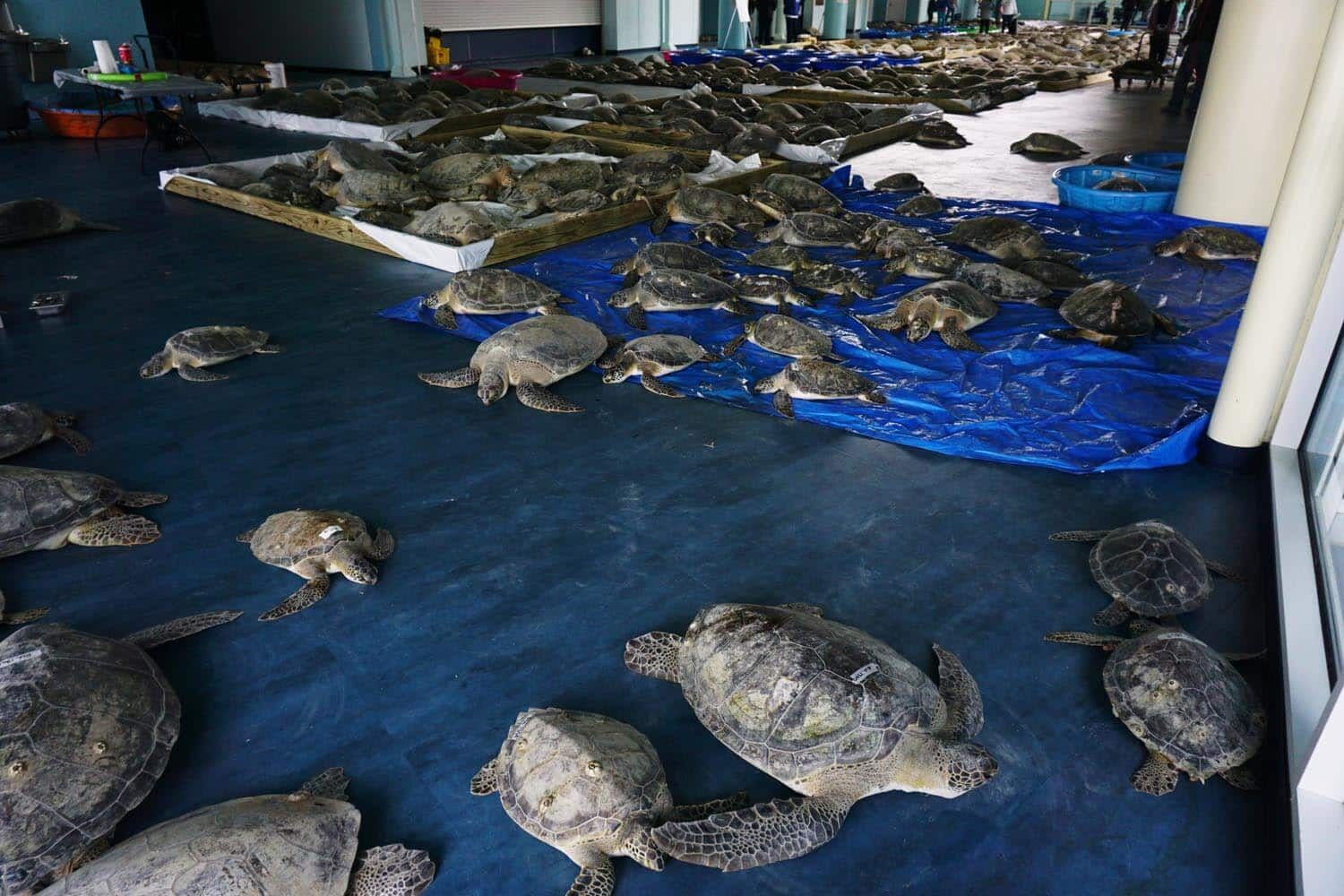Turtles